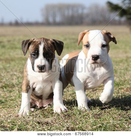 Two Nice Little Puppies Of American Staffordshire Terrier Together