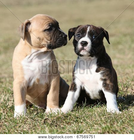 Two Nice Little Puppies Of American Staffordshire Terrier Together