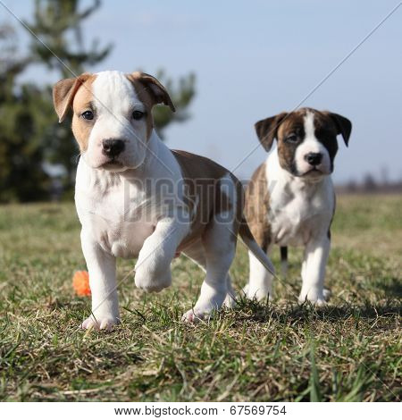 Two Nice Little Puppies Of American Staffordshire Terrier Together