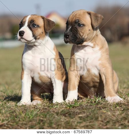 Two Nice Little Puppies Of American Staffordshire Terrier Together