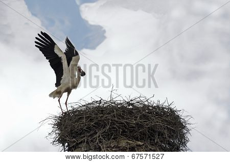Stork in flight at cloudy sky