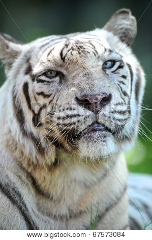 White Tiger