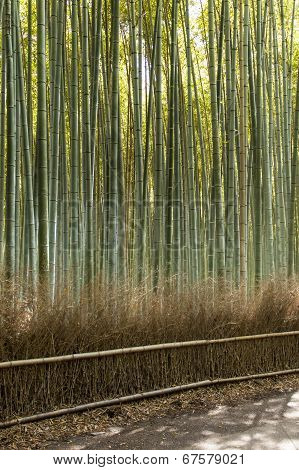 Arashiyama Mountain Kyoto Japan Famous Landmark For Tourist With Bamboo Forest