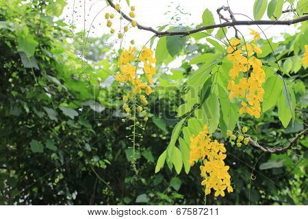 Golden shower tree flowers and buds