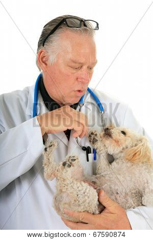 A kind and caring Veterinarian Checks the Heart, Lungs and Mammary Tumors on a sweet little 10 year old poodle. Isolated on white with room for your text. Mammary Tumors are fairly common in dogs.