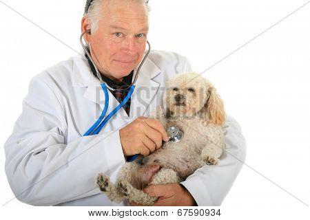 A kind and caring Veterinarian Checks the Heart, Lungs and Mammary Tumors on a sweet little 10 year old poodle. Isolated on white with room for your text. Mammary Tumors are fairly common in dogs.