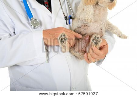 A kind and caring Veterinarian Checks the Heart, Lungs and Mammary Tumors on a sweet little 10 year old poodle. Isolated on white with room for your text. Mammary Tumors are fairly common in dogs.
