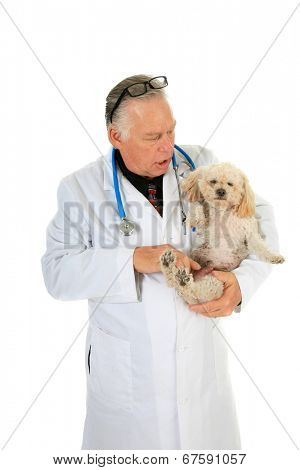 A kind and caring Veterinarian Checks the Heart, Lungs and Mammary Tumors on a sweet little 10 year old poodle. Isolated on white with room for your text. Mammary Tumors are fairly common in dogs.