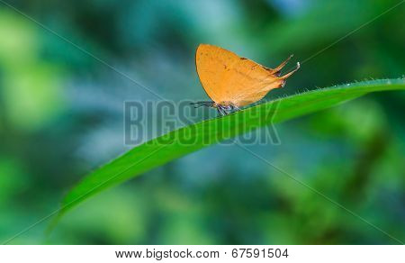 Orange Common Yamfly Butterfly On Green Leaf