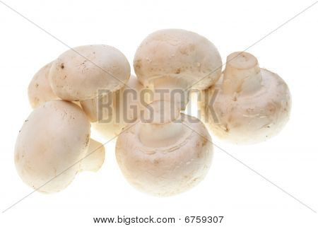 Champignons isolato
