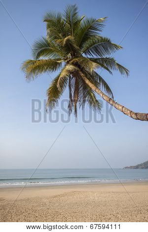 Palm tree on a beach with waves in Palolem, Goa, India