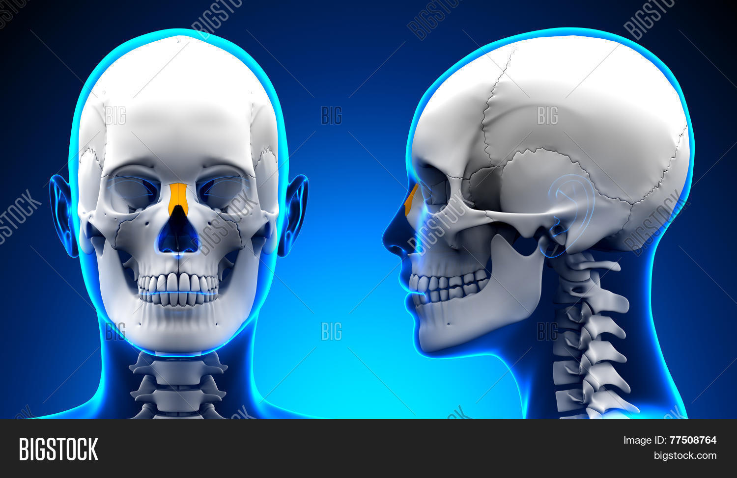 Female Nasal Bone Image Photo Free Trial Bigstock