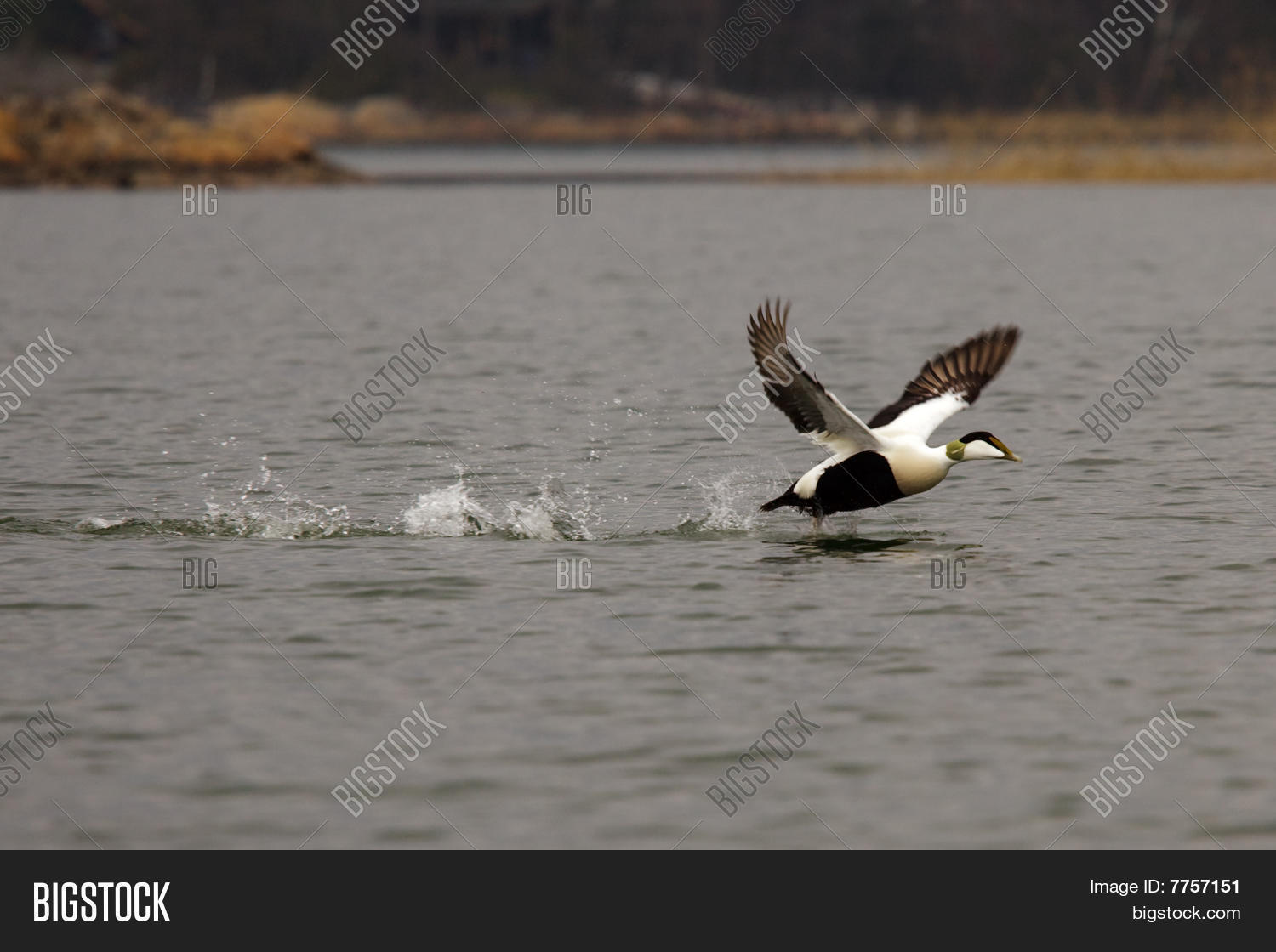 Image Preview