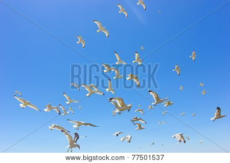 Swarm Of Flying Sea Gulls
