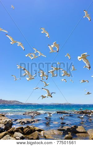Swarm Of Flying Sea Gulls