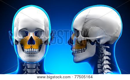 Female Maxilla Bone Skull Anatomy - Blue Concept