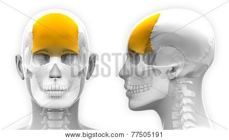 Female Frontal Bone Skull Anatomy - Isolated On White