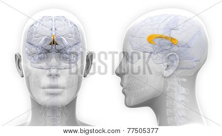 Female Corpus Callosum Brain Anatomy - Isolated On White