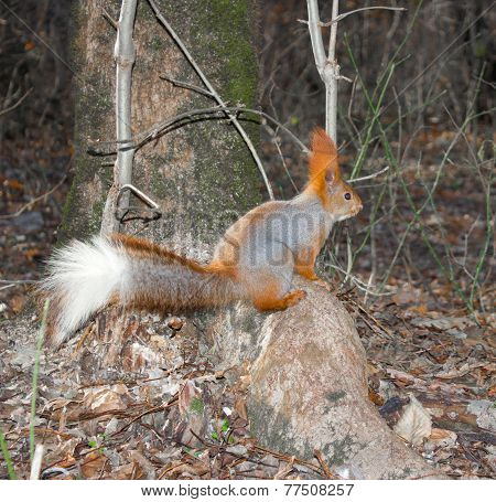 squirrel