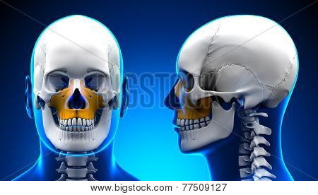Male Maxilla Bone Skull Anatomy - Blue Concept