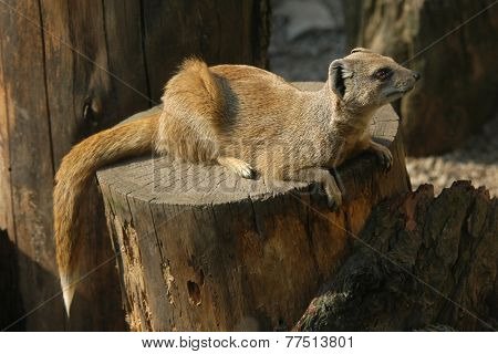 Yellow mongoose (Cynictis penicillata). 