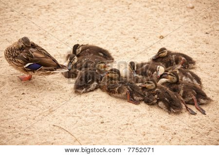 Anne yeşilbaş ördek Ducklings ile başlar