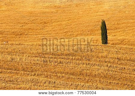 Lonely Cypress