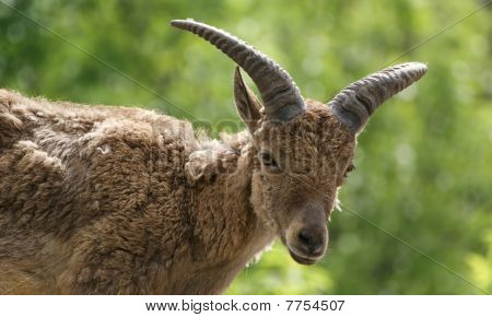 O Tur caucasiano do leste (capra Cylindricornis) é A montanha habitação cabra encontrada somente em The Oriental