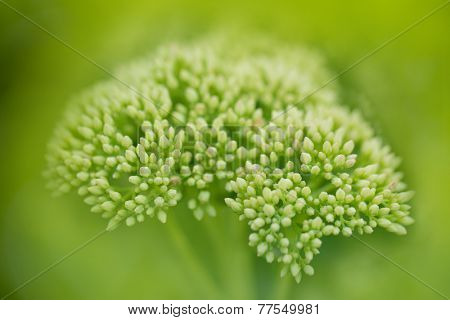 Forest landscape with Lily of the valley