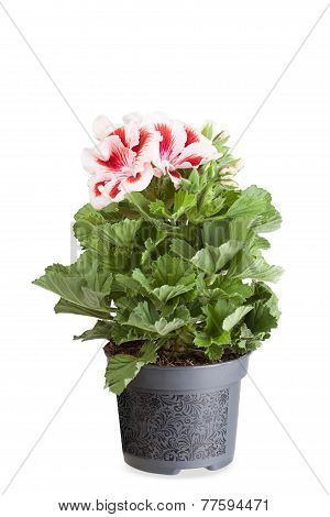 Blossoming geranium ( pelargonium) in a flowerpot