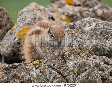 Barbary ground squirrel
