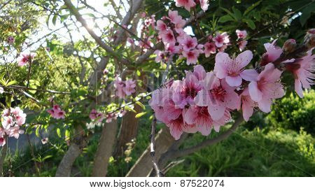 Spring Nature background blooming tree
