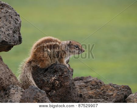 Barbary ground squirrel