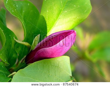 magnolia bud