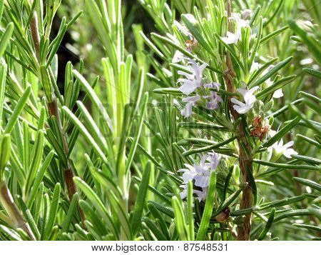 Rosemary Plant With Flowers
