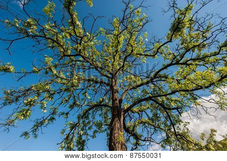 Acacia