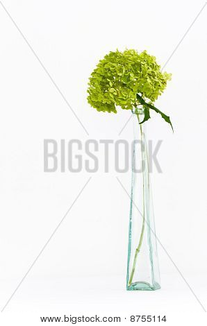 Secchi verde Ortensia (hydrangea) fiori In vaso di vetro alto