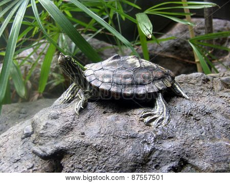 A Turtle Sitting on a Rock