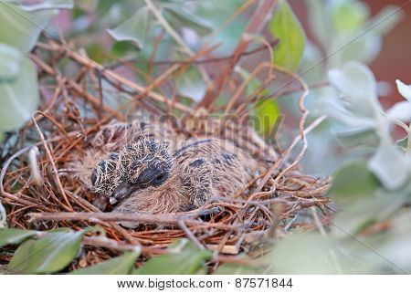A nest of Fledgling Zebra Doves on a Neon Tree