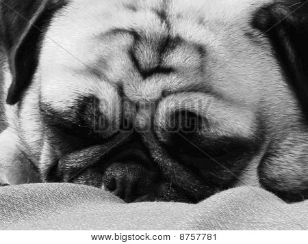 Pug tomando una siesta