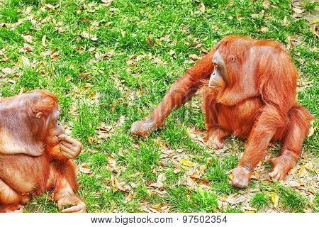 Orang Utan.