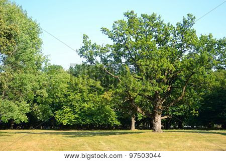 Park At Summer.