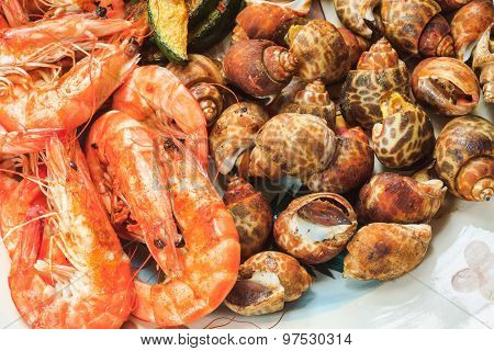 Shrimps And Spotted Babylon