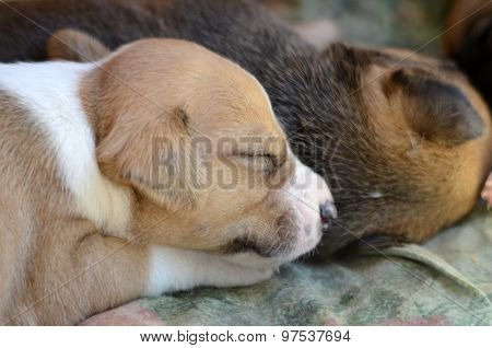 Picture of a Cute amstaff puppy one month old