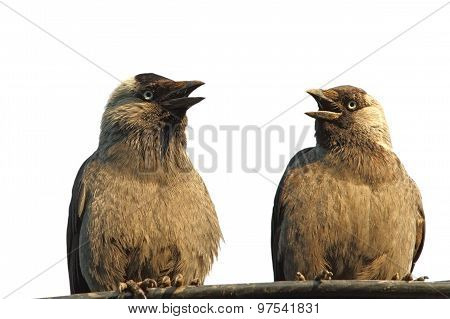 Isolated Jackdaws At A Chat