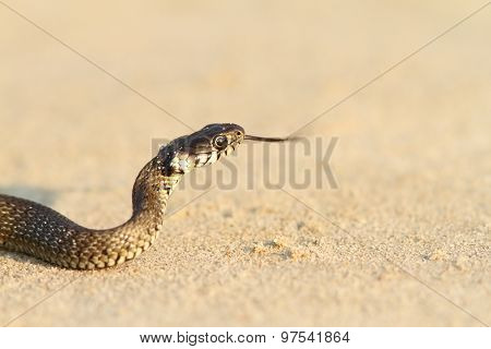 Juvenile Grass Snake On Sand