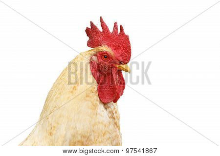 Isolated Portrait Of White Rooster