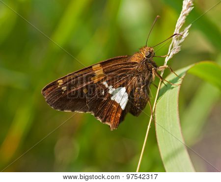 Silver-spotted Skipper