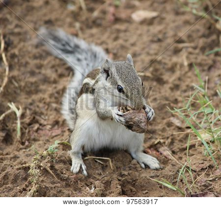 a feeding squirrel