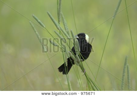 Bobolink
